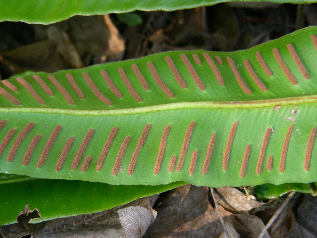 Phyllitis scolopendrium ... in Belgio